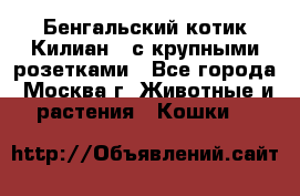 Бенгальский котик Килиан , с крупными розетками - Все города, Москва г. Животные и растения » Кошки   